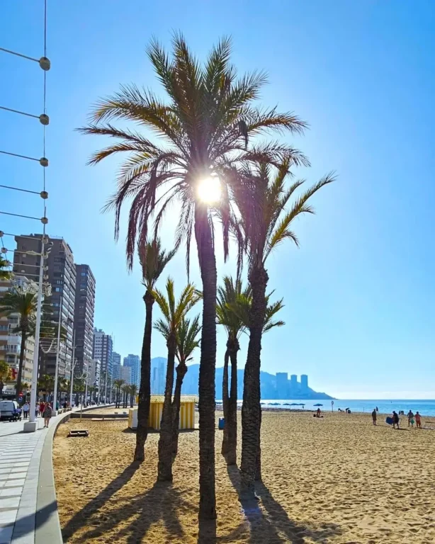Palm Trees, Levante Beach, Benidorm.
