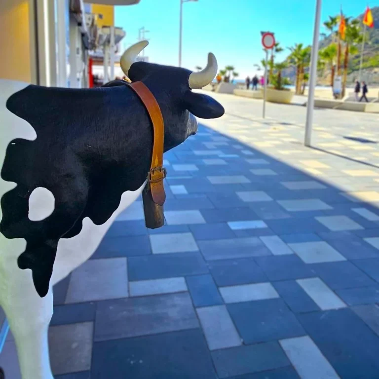 Cowbell at La Cala de Finestrat.