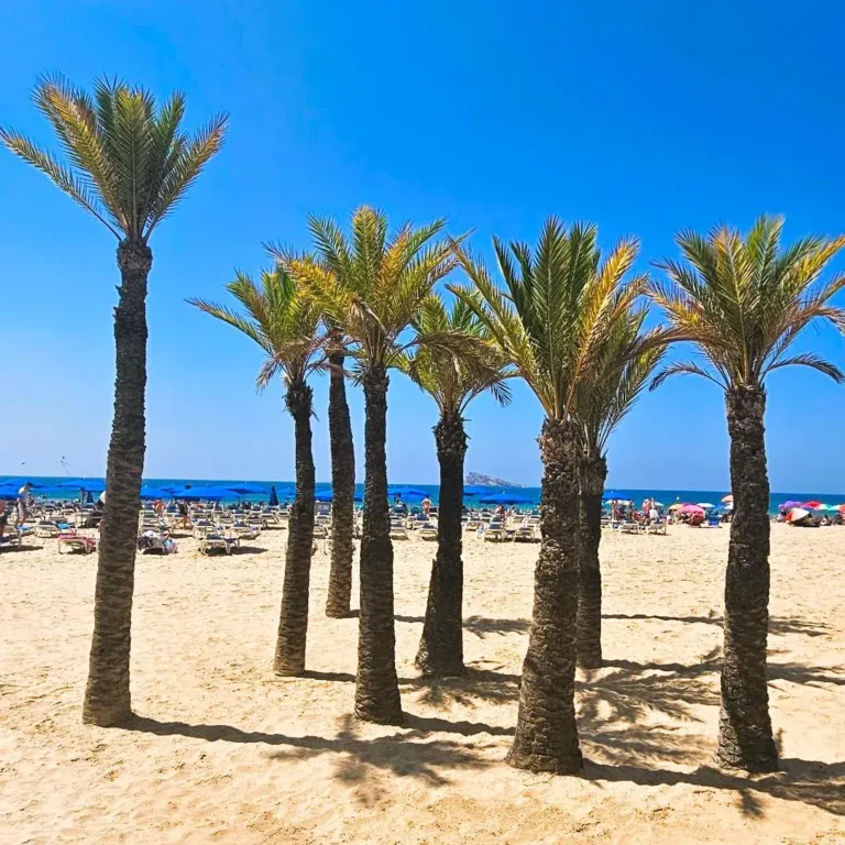 Palm Trees, Levante Beach, Benidorm.